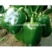SP24 Fuao f1 hybrid green sweet pepper seeds, greenhouse seeds